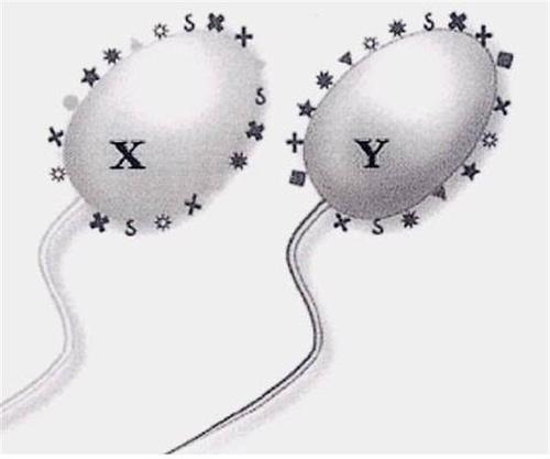 包生男孩是否违法-包生男孩是否违法：法律与伦理的边界探讨